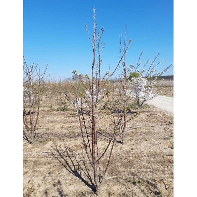 Sötkörsbär - Prunus avium 'Plena' 200-250 MS DRKL